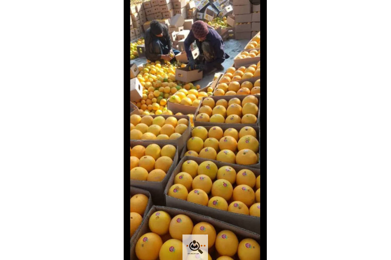 محصولات كشاورزی و مركبات دادالهی در كرمان