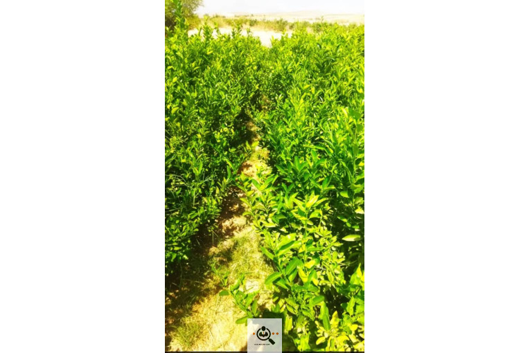 محصولات كشاورزی و مركبات دادالهی در كرمان