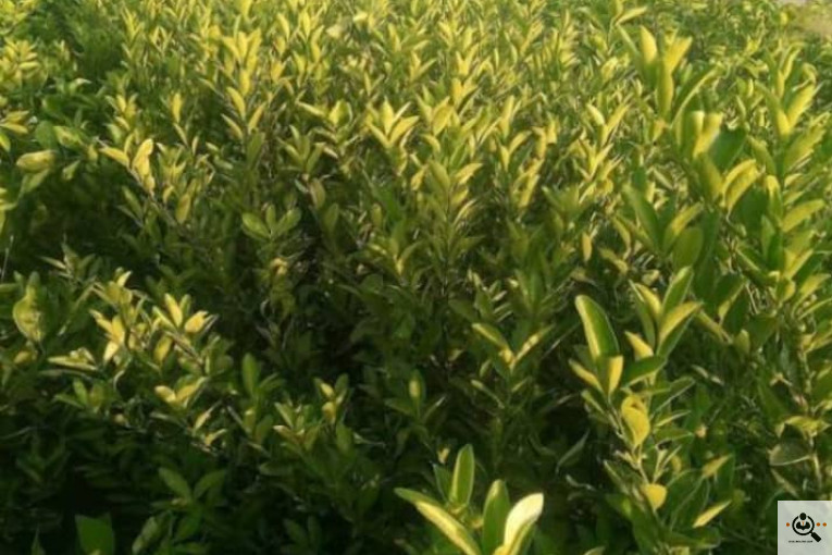 محصولات كشاورزی و مركبات دادالهی در كرمان