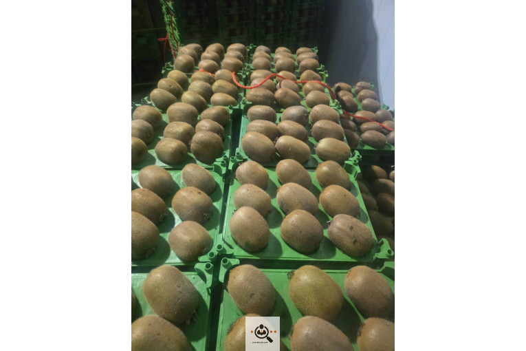 بازرگانی نورالدین علیپور در اشنویه