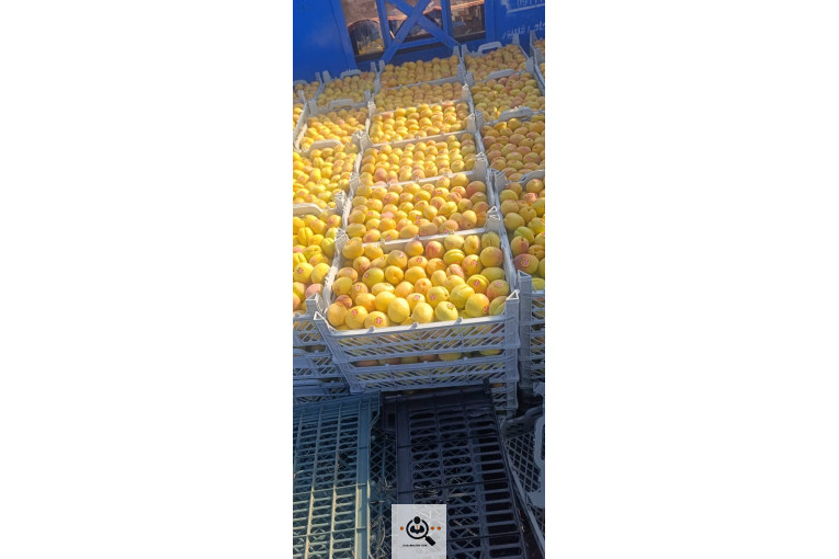 بازرگانی نورالدین علیپور در اشنویه