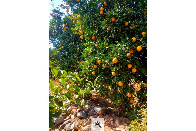 نهالستان دادالهی در كرمان