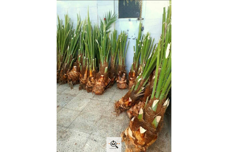 نهالستان دادالهی در كرمان