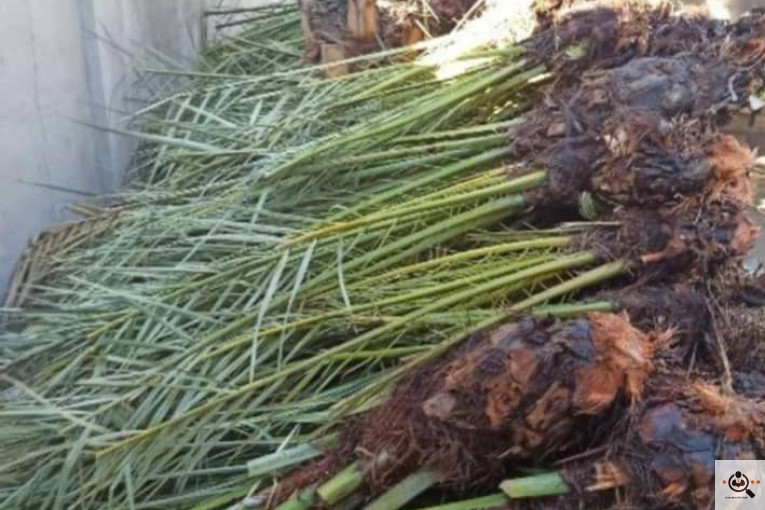 نهالستان دادالهی در كرمان