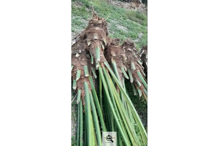 نهالستان دادالهی در كرمان