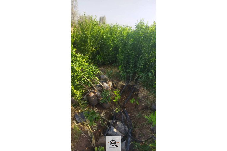 نهالستان دادالهی در كرمان