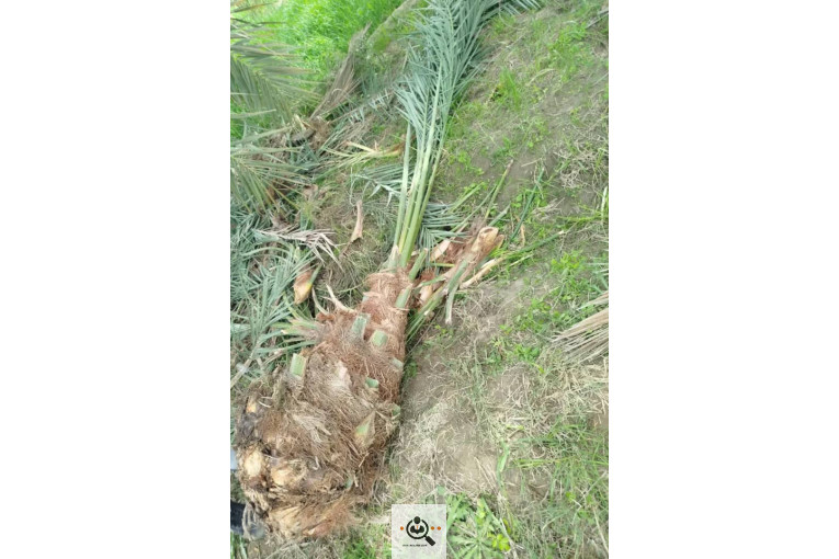 نهالستان دادالهی در كرمان