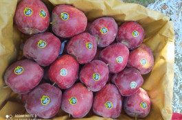 فروش سیب لوکس در مراغه