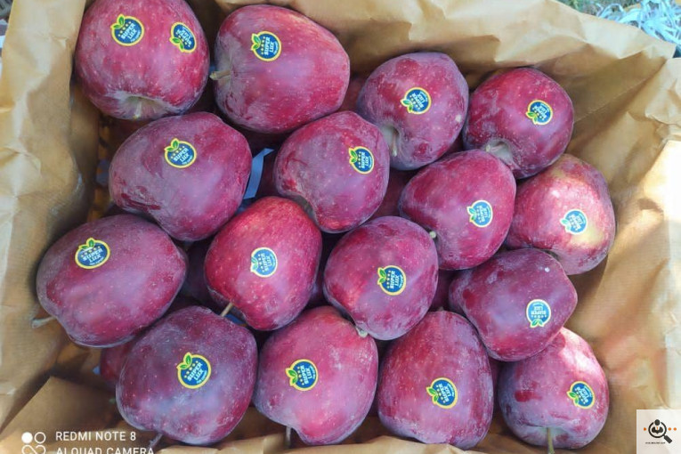 فروش سیب لوکس در مراغه