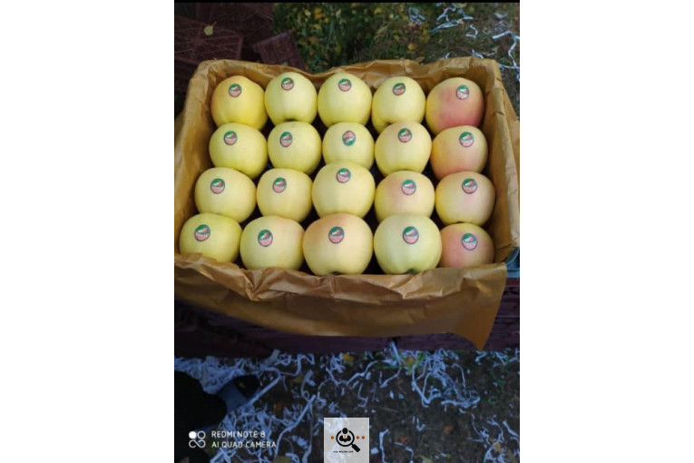 فروش سیب لوکس در مراغه