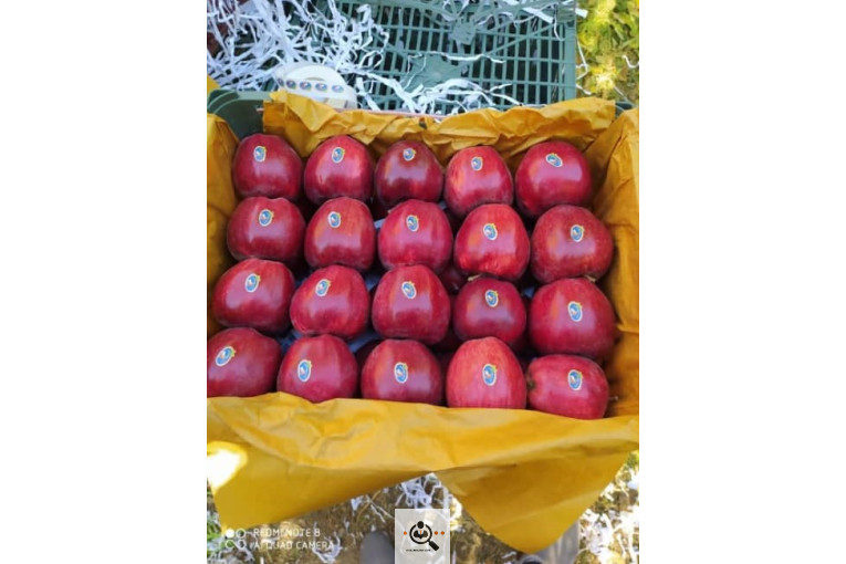 فروش سیب لوکس در مراغه