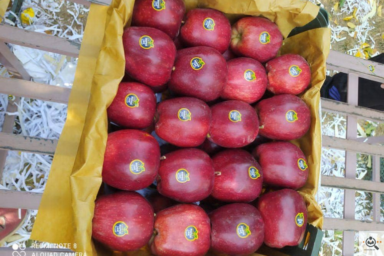 فروش سیب لوکس در مراغه