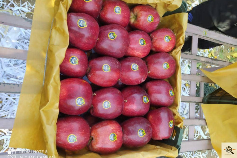 فروش سیب لوکس در مراغه