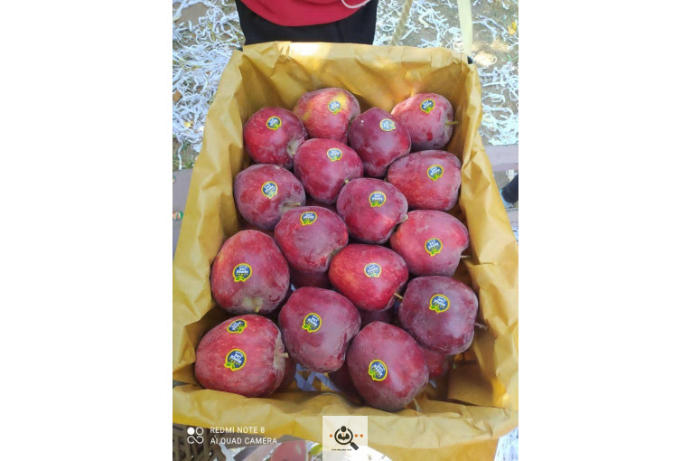 فروش سیب لوکس در مراغه