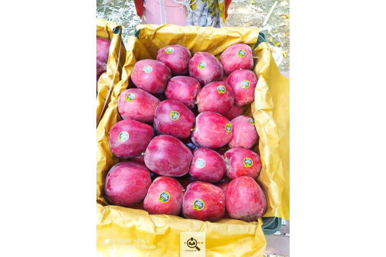 فروش سیب لوکس در مراغه