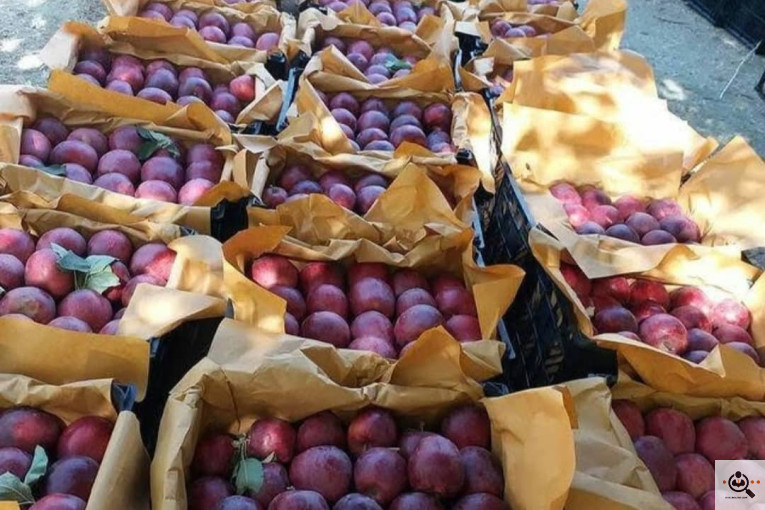 فروش سیب لوکس در مراغه