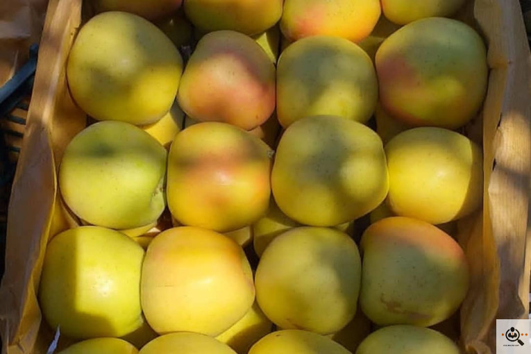 فروش سیب لوکس در مراغه