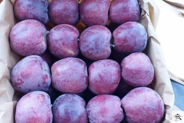 فروش سیب لوکس در مراغه