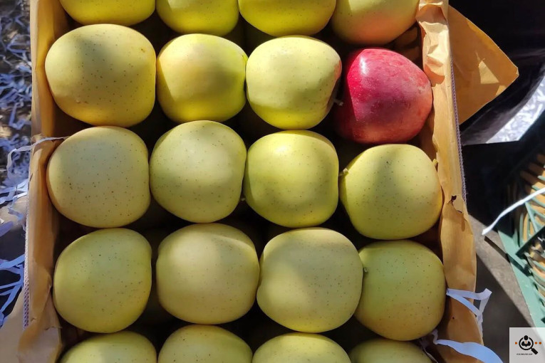 فروش سیب لوکس در مراغه