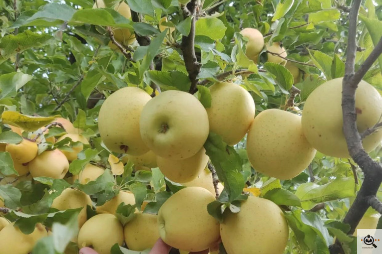 فروش سیب لوکس در مراغه