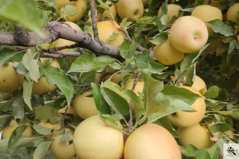 فروش سیب لوکس در مراغه