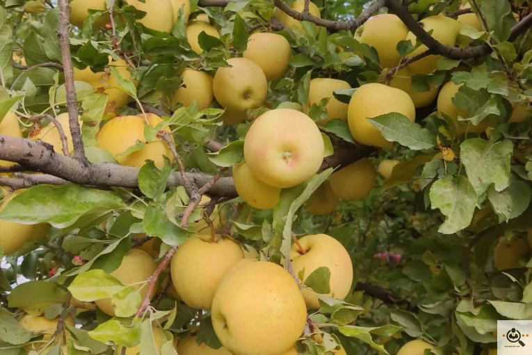 فروش سیب لوکس در مراغه