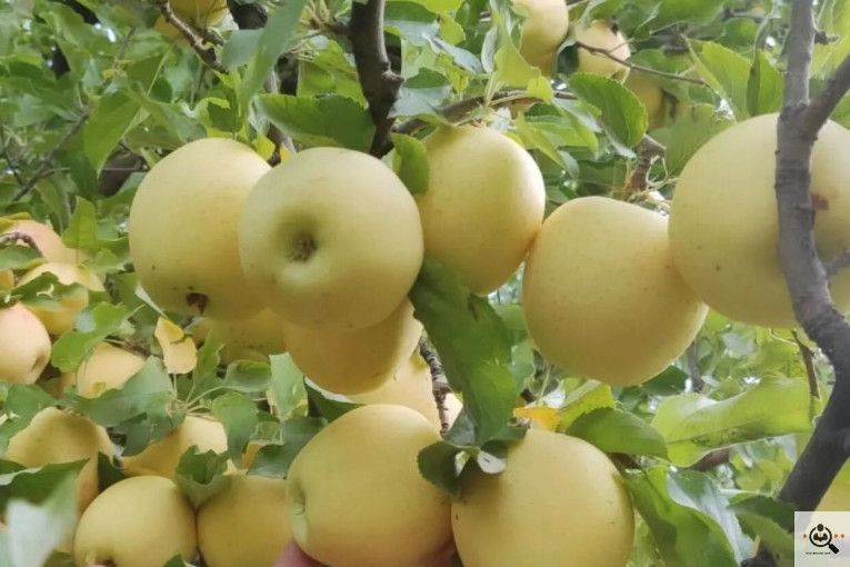 فروش سیب لوکس در مراغه