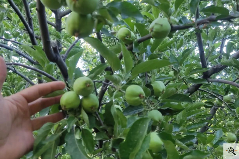 فروش سیب لوکس در مراغه