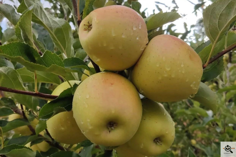 فروش سیب لوکس در مراغه