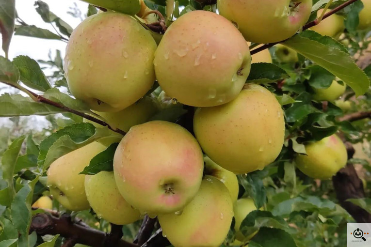 فروش سیب لوکس در مراغه