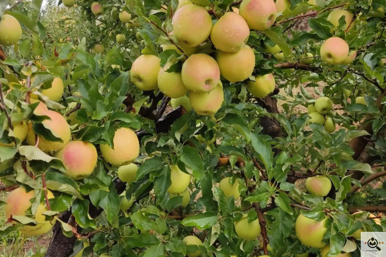 فروش سیب لوکس در مراغه