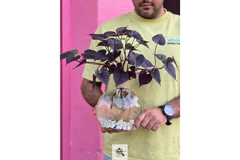 گل فروشی فريال در اصفهان