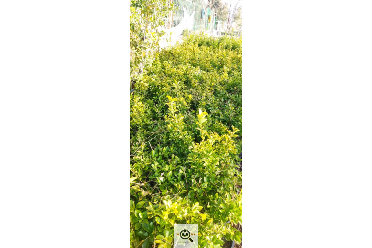 گلباغ گل منظر ایرانیان در محلات