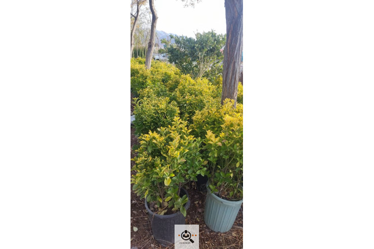 گلباغ گل منظر ایرانیان در محلات