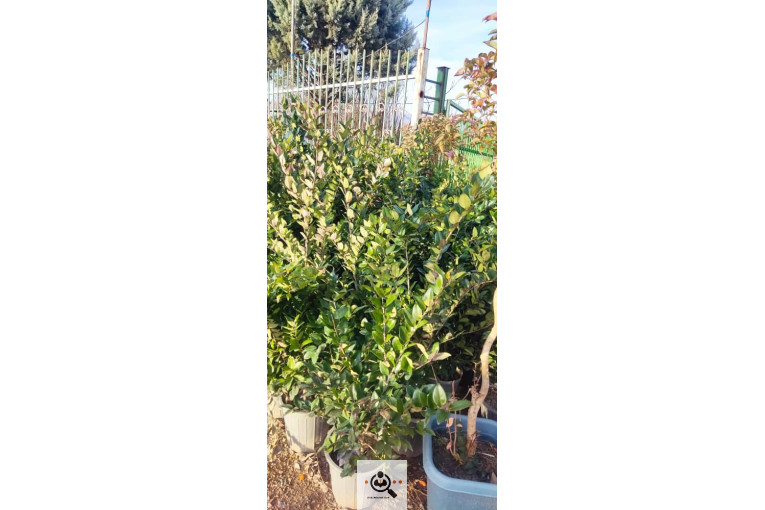 گلباغ گل منظر ایرانیان در محلات