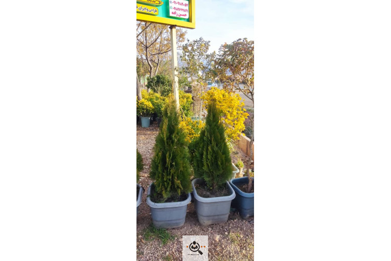 گلباغ گل منظر ایرانیان در محلات