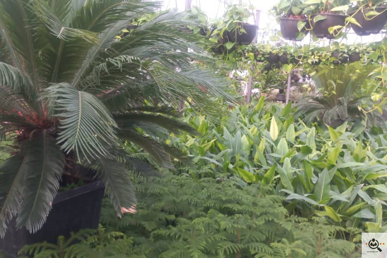 گلباغ گل منظر ایرانیان در محلات