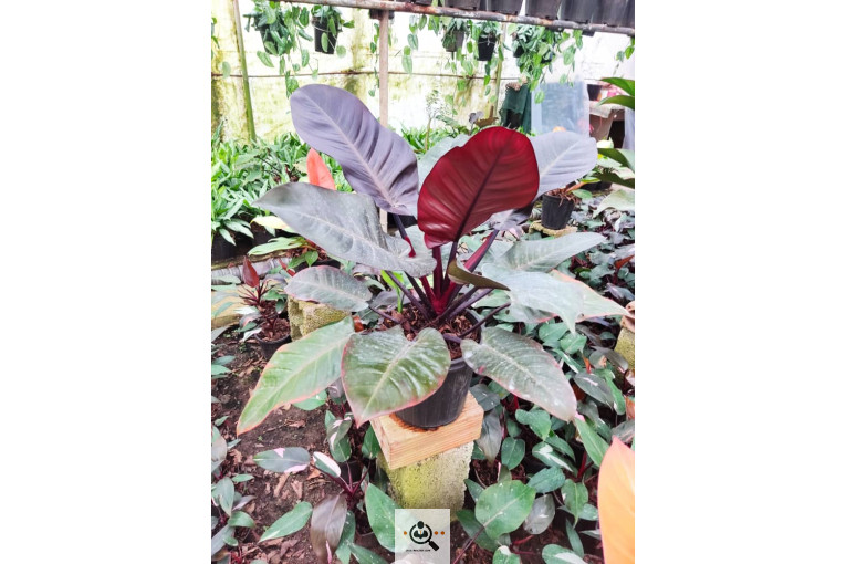 گلباغ گل منظر ایرانیان در محلات