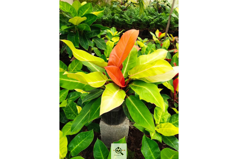 گلباغ گل منظر ایرانیان در محلات