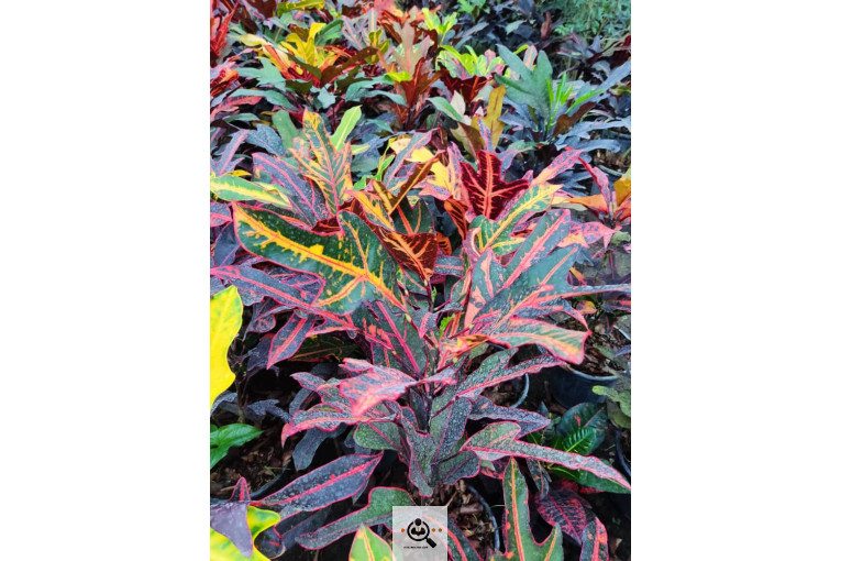 گلباغ گل منظر ایرانیان در محلات