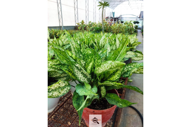 گلباغ گل منظر ایرانیان در محلات