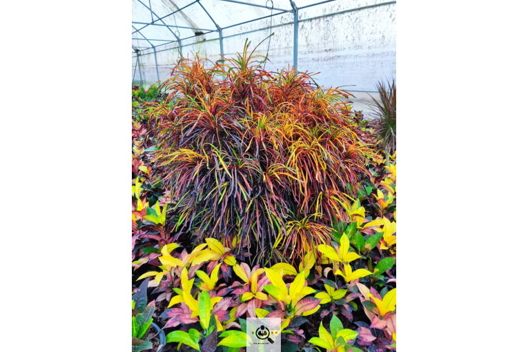 گلباغ گل منظر ایرانیان در محلات