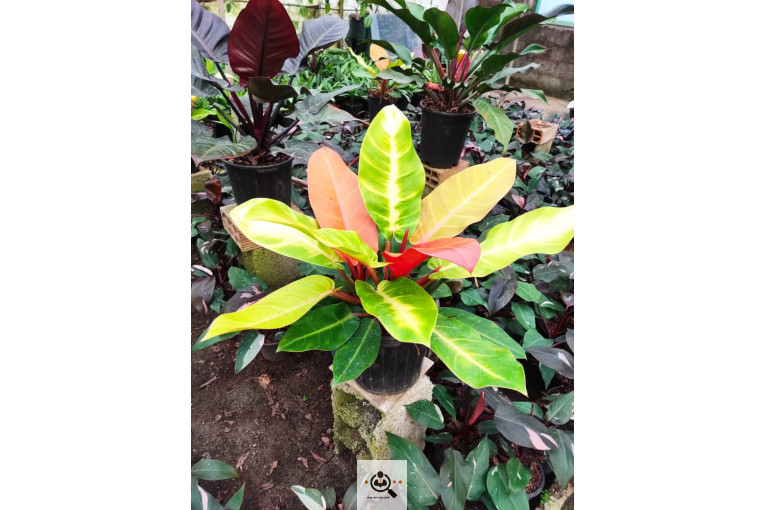 گلباغ گل منظر ایرانیان در محلات