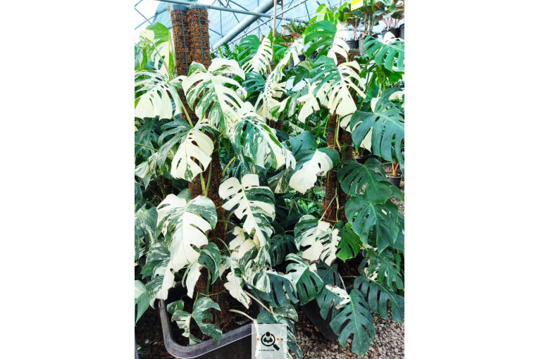 گلباغ گل منظر ایرانیان در محلات