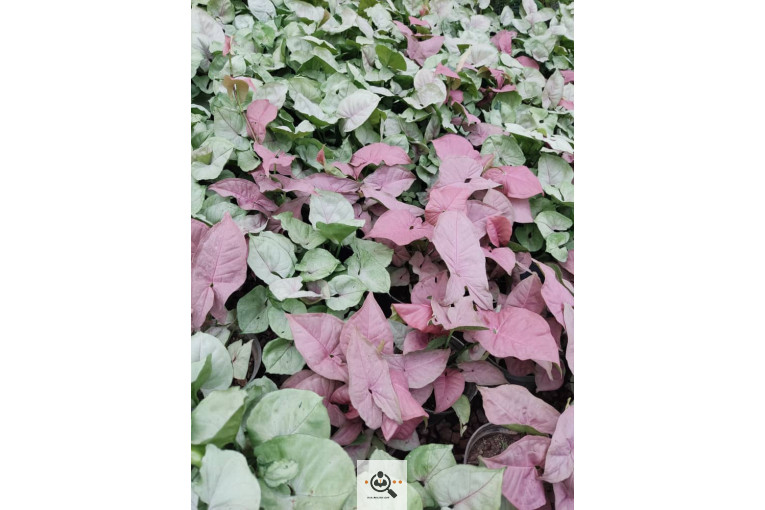 گلباغ گل منظر ایرانیان در محلات