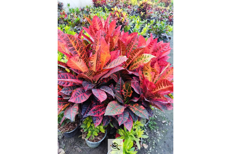 گلباغ گل منظر ایرانیان در محلات