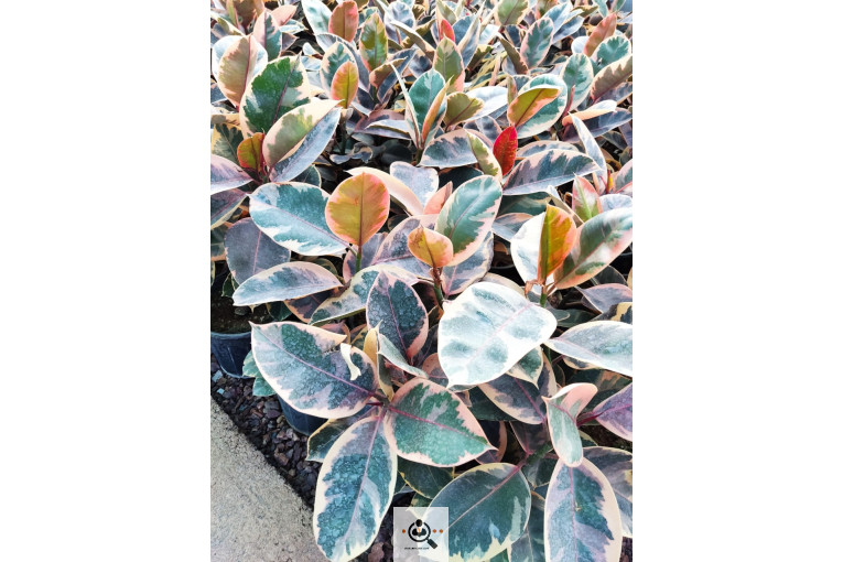 گلباغ گل منظر ایرانیان در محلات