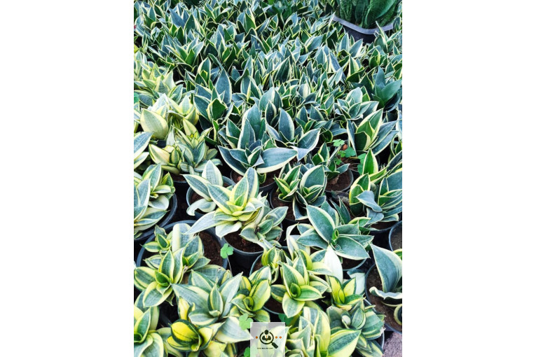 گلباغ گل منظر ایرانیان در محلات