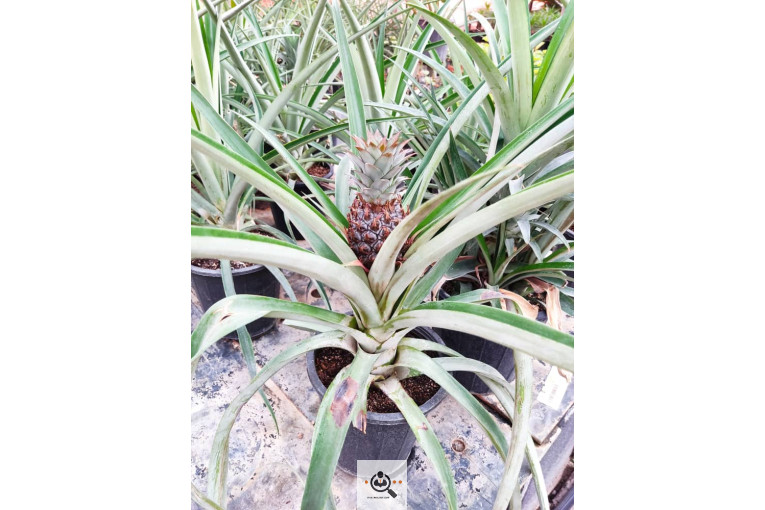 گلباغ گل منظر ایرانیان در محلات