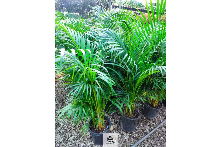 گلباغ گل منظر ایرانیان در محلات